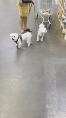 Person walks two small white dogs near shopping cart