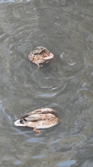 Wildlife along a quiet Angarsk pond on an autumn morning