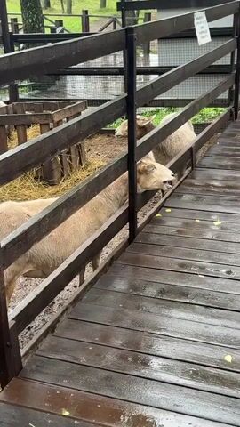 Two sheep are visible behind a wooden fence. The sheep on the left is facing left and appears to be eating. The sheep on the right is facing right and appears to be looking at something off-camera. The ground is muddy, and there is a wooden walkway in the foreground. The walkway is wet, suggesting it may have rained recently.