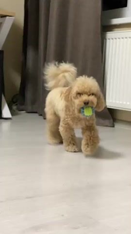 A toy poodle with curly light brown fur walks towards the camera, carrying a blue and green ball in its mouth. The dog's ears are partially visible, and its fur is fluffy. The dog is on a light-colored floor, and in the background, there is a brown curtain and a white radiator. As the dog approaches, a hand enters the frame from the bottom left, reaching out towards the dog. The dog continues to walk forward, its gait slightly blurred due to movement. The video cuts to a close-up of the dog's face, its eyes looking downwards. Another shot shows the dog from above as the hand reaches towards it, its ears floppy. The final shot is a medium shot of the dog, with the hand extended, the dog looking at the ball in its mouth. The environment appears to be an indoor setting, possibly a home.