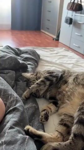 A tabby cat is lying on its side on a bed, with its face partially covered by one of its paws. The cat's left eye is visible, and it appears to be looking towards the camera. The cat is facing towards the right side of the frame. The bed has a dark gray duvet with a marble pattern and a white sheet. The background shows a wooden floor and part of a dresser.