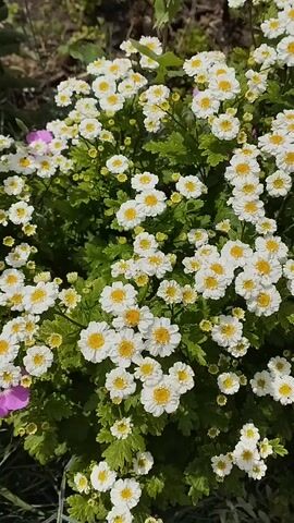 The video shows a close-up, slightly shaky, top-down view of a dense bush covered in small, white, daisy-like flowers with yellow centers. The flowers are clustered together on green, feathery foliage. Some of the flowers are in full bloom, while others are still buds. There is a hint of a pink petal visible on the left side of the frame, possibly from another flower. The background is out of focus, showing hints of green and brown, suggesting an outdoor garden setting. The lighting appears natural, with sunlight illuminating the flowers. The video loops.
