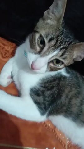 A kitten lies on its side, curled up and resting its head on its paw. The kitten has tabby markings on its head and back, with white fur on its chest and belly. Its eyes are partially closed, and its expression appears calm and relaxed. The kitten is lying on a textured surface, possibly a blanket or mat, which is reddish-brown in color. The background is dark and out of focus, suggesting it's an indoor setting.