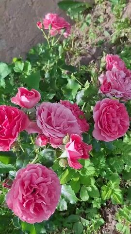 The video is a close-up, shaky shot of a bush with several pink roses in various stages of bloom. The roses are in focus, with their petals clearly visible. The leaves of the bush are green and appear healthy. The background is blurred, but suggests an outdoor setting, possibly a garden, with dirt and some green ground cover visible. There are no people or animals in the video. The lighting suggests it is daytime, likely sunny given the highlights on the petals. The camera is held by hand and moves erratically, at times zooming in slightly.