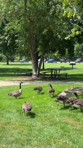 A flock of Canadian geese grazes on a grassy lawn in a park setting. Several picnic tables and a grill are visible in the background, along with trees and parked cars. The geese are scattered across the lawn, some standing and observing, while others are bending down to eat. The overall scene depicts a peaceful, sunny day in a public park.