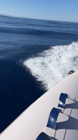 Speedboat day trip on the Red Sea, Sharm El Sheikh