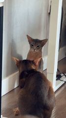 Cats at home in Glendale
