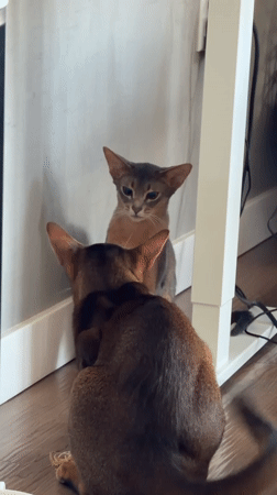 Cats at home in Glendale