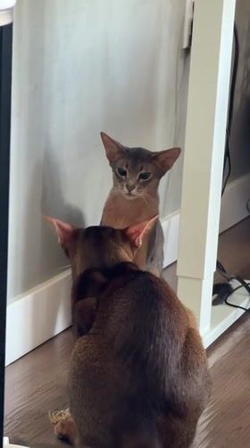 Cats at home in Glendale