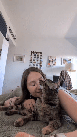 Afternoon in at home: cat cuddles and a macaron snack