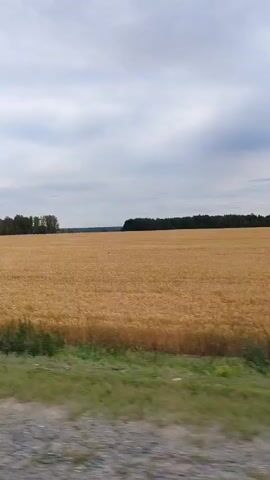 This is a static, landscape-oriented video showing a golden field of wheat under a cloudy sky. A line of trees forms the horizon in the distance. The foreground is blurred and appears to be a dirt or gravel path with some green vegetation. The video is 5 seconds long with no discernible action or people.