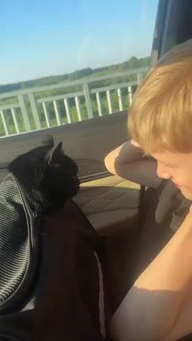 The video shows a young boy with blond hair and pointed ears, likely costume ears, sitting in a car. He is wearing a black sleeveless shirt. The boy is looking towards the left, where a black cat is visible, partially in a dark carrier bag. The boy's left arm is bent, and he appears to be touching his ear or head. The right side of his body is also visible, with his arm resting on his lap. The car's interior is visible, including the light-colored seat. Outside the car window, a bright sky and green landscape with some trees and a white railing or fence are visible. The lighting suggests it is daytime, possibly late afternoon or early evening due to the warm sunlight.