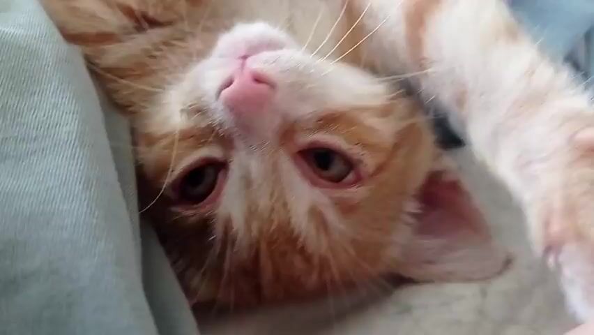 A close-up shot of an orange tabby kitten lies on its back, resting on light blue and grey fabric. The kitten’s belly is exposed, and its paws are in the air. Its eyes are partially closed, and its pink nose is visible. The kitten appears to be sleepy or relaxed. The video is shaky, suggesting it was filmed by hand.
