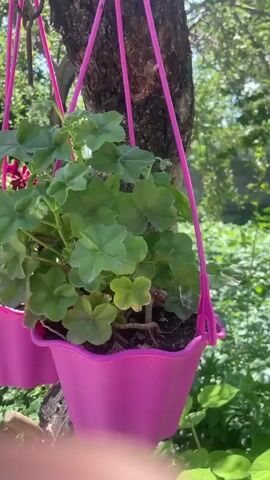 This is a close-up video of two pink hanging planters with green leafy plants. One planter on the right is in focus and shows a plant with multiple green leaves and a small white bud at the top. The planter on the left is slightly out of focus and shows a plant with green leaves and a single dark red flower. The planters are hanging from pink straps against a blurred background of a tree trunk and green foliage, suggesting an outdoor setting. The video is a still shot.