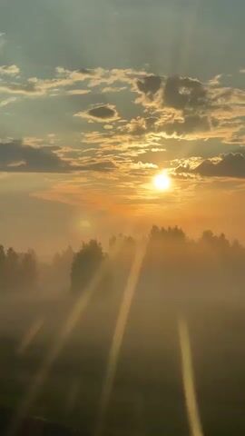 The video shows a foggy forest landscape at sunrise. The sun is low on the horizon, casting golden rays through the mist and trees. The sky is a mix of orange, yellow, and blue with scattered clouds. The trees are silhouetted against the bright sky, and their tops are visible through the fog. The ground is covered in grass, and a dark line, possibly a road or path, is visible in the foreground. There are no people or animals visible in the video. The overall mood is peaceful and serene.