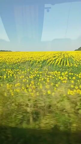 The video shows a vast field of sunflowers under a clear blue sky. The camera appears to be moving, likely from a vehicle, as indicated by the slight blur of the foreground greenery and the perspective of the sunflower rows stretching into the distance. The sunflowers are predominantly yellow with green stems and leaves, arranged in neat rows that create a patterned effect across the landscape. The horizon is visible, with a gentle hill or treeline in the far distance on the right. The overall impression is one of a sunny, expansive rural environment.