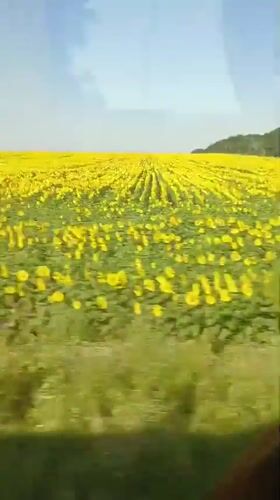 Sunflower fields roll past on a summer drive through rural Bulgaria.