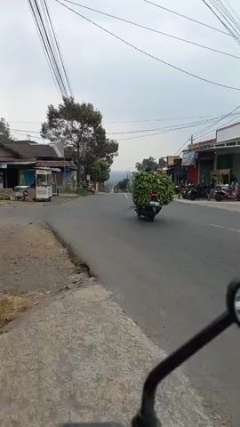 A motorcycle carrying a large load of green vegetation drives down a paved road. The road is lined with buildings on both sides. There are power lines overhead. The sky is overcast. The motorcycle is in the center of the frame and is moving away from the camera. The vegetation appears to be bundled together and is piled high on the back of the motorcycle, obscuring the rider. The motorcycle has a light-colored frame and dark tires. The road is asphalt and is in good condition. The buildings on the left side of the road are smaller and appear to be shops or homes. There is a small cart in front of one of the buildings. The buildings on the right side of the road are larger and appear to be shops. There are several other motorcycles parked in front of these buildings. The vegetation is a bright, vibrant green. The overall impression is of a rural or semi-rural setting. The video is filmed from the perspective of someone riding on the back of another motorcycle.