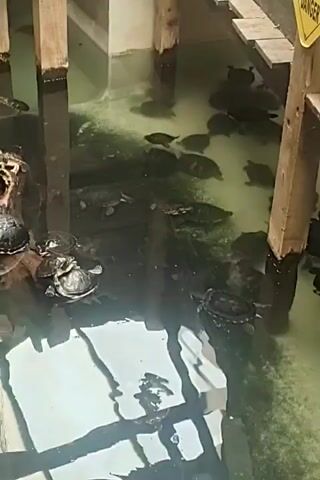 A group of turtles are swimming and basking in a shallow pool of murky green water. The pool has wooden supports and platforms surrounding it. Some turtles are clustered together on a piece of driftwood, while others are scattered throughout the water. The lighting suggests an indoor environment, possibly a zoo or aquarium exhibit.