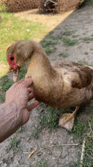 Ducklings, Muscovy ducks, and roses in a backyard setting