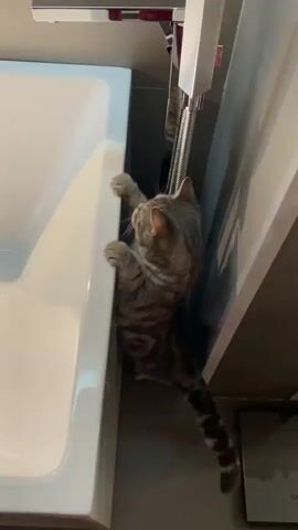 A tabby cat with gray and black stripes is in a bathroom, attempting to climb into a white bathtub. The cat is on its hind legs, with its front paws gripping the rim of the tub. Its body is mostly inside the tub, and its tail is hanging over the edge. The faucet of the bathtub is visible, and the cat appears to be looking up at it. The floor of the bathroom is a dark gray tile. The lighting is dim.