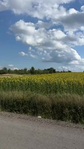 A field of sunflowers stretches across the horizon under a blue sky dotted with white clouds. The sunflowers are in full bloom, their yellow petals facing upwards. Tall green stalks of grass are in the foreground, and a gravel road runs along the bottom of the frame. A utility pole with power lines is visible in the distance, to the right of the frame. The video pans slightly to the right, revealing more of the expansive sunflower field.