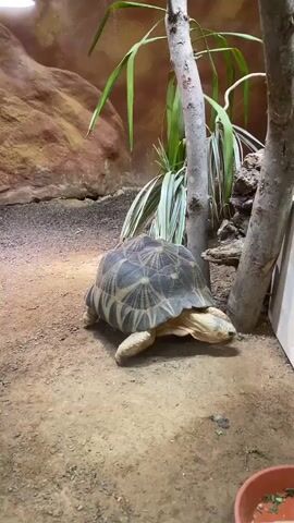 A star tortoise stands in a sandy enclosure with a rocky wall in the background and two trees with green leaves. The tortoise has a patterned shell and is facing to the right. The video is four seconds long and the tortoise is mostly stationary, with slight head movements.