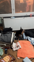 Domestic scenes recorded in Sofia bedroom with couple and dog