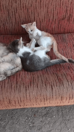 Kittens play and nap on a red couch in Moldova