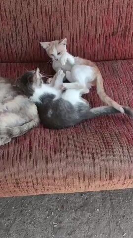 Two kittens are playing on a red couch. One kitten is orange and white, and the other is gray and white. A third, larger cat, whose tail is visible, is lying on the left side of the couch. The kittens are wrestling and batting at each other. The couch is made of fabric with a textured pattern. The floor in front of the couch appears to be concrete.