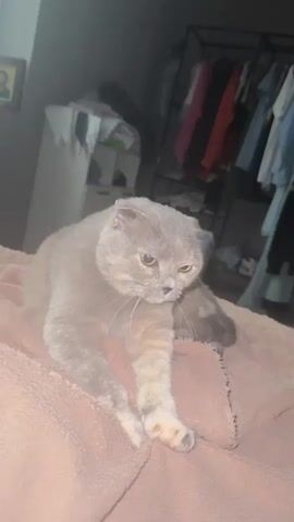 A cat lies on a soft, brown blanket. Its fur is a mixture of grey and cream colors, and its ears are folded. The cat's eyes are partially closed, and it appears to be drowsy. In the background, there is a clothing rack with several garments hanging on it, and a white cabinet. The room is dimly lit, and the overall atmosphere is calm and relaxed.