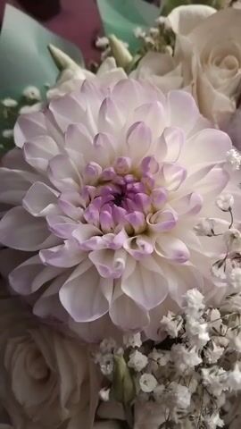 A close-up video shows a bouquet of flowers. The flowers are predominantly white and pale pink. A large dahlia is in focus in the foreground, with delicate purple tips on its petals. To the left and below the dahlia, a pale pink rose is visible. Smaller white flowers, possibly baby's breath, are scattered throughout the bouquet, creating a delicate, airy effect. The background is blurred, suggesting a shallow depth of field. The lighting is soft and diffused, highlighting the textures and subtle color variations of the petals. The video appears to be a still shot with a very slight camera movement, possibly a gentle zoom or pan, to showcase the details of the floral arrangement.