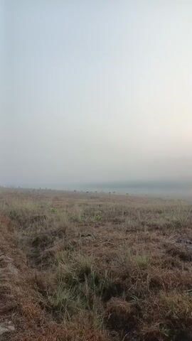 The video shows a wide, open field of dry grass and brush under a foggy, overcast sky. The camera is moving forward, providing a low-angle perspective of the landscape. Scattered throughout the field are small, green plants, some of which appear to be saplings. In the distance, a faint line of trees or structures is visible, partially obscured by the fog. The overall impression is one of a rural or natural environment experiencing a hazy, possibly early morning or late evening atmosphere.