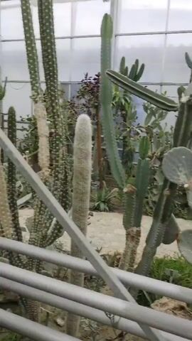The video shows a walkthrough of a greenhouse filled with various types of cacti and succulents. The camera moves slowly, providing close-up views of the plants. In the first few seconds, the camera pans across a collection of tall, slender cacti and then shifts to a pathway made of large, irregular stone slabs. The pathway is lined with more plants and leads towards a set of stairs with metal railings. The camera then focuses on a large, gnarled cactus with paddle-shaped leaves, its thick, woody trunk dominating the frame. Other plants, including spiky agaves and leafy succulents, are visible in the background. The overall impression is one of a diverse and well-maintained botanical collection housed within a clear-roofed structure.