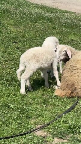 In a daytime outdoor shot, a light-tan, heavily fleeced sheep is reclining on a field of green grass dotted with small white flowers, while two lambs of a similar white-beige coloring stand beside it. The lambs, still small and unsteady on their feet, appear to nuzzle and interact with the lying sheep, possibly their mother. A black, seemingly rubber or plastic, object lies on the grass near the group. The setting is bright, indicating sunshine, and the focus is on the interaction between the sheep and lambs.