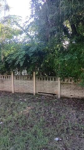 The camera is positioned near a low brick and concrete fence, partially obscured by overgrown foliage. The fence has a decorative top with arch-shaped openings. The ground in front of the fence is covered in a mix of grass and dry leaves, with some visible debris. Above the fence line, a dense collection of green foliage fills the view. A monkey appears on the top of one of the concrete pillars.