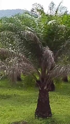 The video shows a plantation of palm trees. The trees are tall with long, feathery fronds. The ground is covered in grass. The sky is overcast. The video is shot from a moving vehicle, likely a car or truck, as evidenced by the slight motion blur and the perspective. The camera pans slowly across the landscape, giving a sense of the vastness of the plantation. The overall impression is one of a rural, tropical environment.