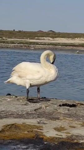 A white swan stands on a rocky shore with its head turned down and tucked towards its back. The swan's neck is curved in an S-shape. The background shows a body of blue water and a sandy shore with some vegetation and buildings in the distance. The sky is clear and blue.