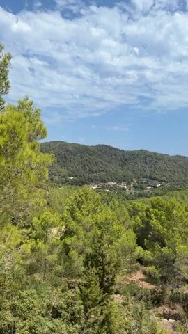 This is a landscape video taken from a high vantage point overlooking a lush, green forest with rolling hills in the background and a blue sky with scattered clouds above. The camera pans slowly to the right, revealing more of the mountainous terrain and a small cluster of buildings nestled amongst the trees in the distance. The foreground is dominated by the dense foliage of pine trees, with a palm tree visible towards the right side of the frame. The overall impression is one of natural beauty and tranquility, with the sunlight illuminating the vibrant greenery. There are no people or animals visible in the video.