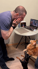 Man interacts with Maine Coon cat and dog indoors