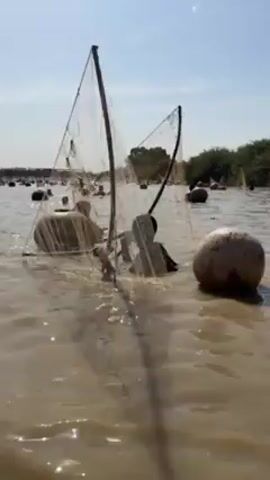 The video shows several people fishing with nets in a wide, muddy river under a clear sky. At least two people are visible in the foreground, wading through the water and manipulating large, frame-supported nets. Some individuals are submerged up to their chests, and buoys or floating devices are visible in the water. The river's edge features dense green vegetation. The overall scene portrays a traditional fishing practice in a natural environment.