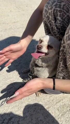 A woman crouches on concrete next to a small, light-colored dog, seemingly a chihuahua, in a backyard or patio. The dog is panting with its tongue sticking out. The woman pets the dog, then lets it move around on the concrete. The dog is leashed with a long, heavy chain attached to its collar. It moves into a small enclosed space, wagging its tail. The enclosure is constructed of concrete and fence elements.