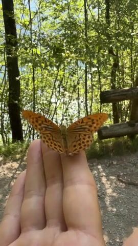 A butterfly rests on a person's finger. The butterfly has orange wings with dark brown markings. The background is a forest with green trees and dappled sunlight. The person's hand is in focus, with the butterfly clearly visible. The butterfly's wings are slightly open, revealing its patterned underside. The video is shot from a close-up perspective, emphasizing the delicate details of the butterfly and the texture of the skin.