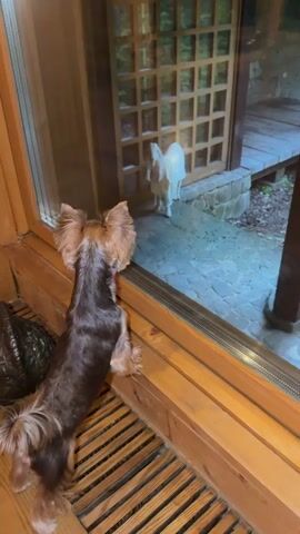 The media file shows a small Yorkshire Terrier dog looking out a window at a white goat standing outside. The dog is positioned on a wooden ledge, facing away from the camera, with its paws on the window sill. Its tail is wagging rapidly, suggesting excitement or curiosity. The goat is visible through the glass, standing on a stone-paved area outside. Behind the goat is a wooden structure with a grid-like pattern on its door and some greenery. The overall setting appears to be a rustic or natural environment, possibly a backyard or a rural property, given the presence of the goat and the wooden architectural elements. The lighting suggests it could be daytime or dusk. The dog's intense focus on the goat indicates an interaction or observation taking place between the two animals. There is no visible text in the media file.