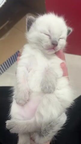 A video shows a person holding a small, white, sleeping kitten. The kitten has grey markings on its ears, paws, and tail. Its eyes are closed, and it appears relaxed in the person's hand. The background includes a cardboard box with blue stripes, a red wall, and a person wearing black clothing.