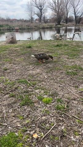 The video opens with a static shot of a natural outdoor scene. In the foreground, two ducks are walking on a patch of dry, sparse grass and dirt, scattered with twigs and some small green plant growth. The duck on the left is a male mallard, identifiable by its iridescent green head, white neck ring, and mottled brown and grey body. It walks from left to right across the frame. The duck on the right is a female mallard, with a mottled brown and black plumage, also walking from right to left, then turning slightly.

Behind the ducks, a calm body of water, likely a pond or a small lake, stretches across the middle ground. The water reflects the grey, cloudy sky and the bare trees that line its far bank. Several other ducks can be seen swimming or floating in the water in the distance. On the left side of the pond, a rough-hewn tree stump stands upright near the water's edge.

The background consists of a dense line of deciduous trees, mostly bare of leaves, suggesting it's either late winter or early spring. Beyond the trees, some distant houses or buildings with red roofs are faintly visible, indicating a semi-rural or suburban setting. The sky is overcast with a light grey cloud cover. The overall atmosphere is quiet and natural. No text is visible in the video.