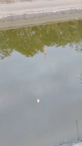 This is a short, vertically oriented video clip of a fishing scene. The perspective is looking down at a body of water, possibly a pond or stream, with a sandy or muddy bank visible at the top. A fishing float, bright orange and yellow, bobs on the surface of the water, indicating a fishing line is in use. A faint reflection of trees can be seen on the water's surface. To the right, a fishing rod is partially visible, angled towards the water. In the center of the frame, a small fish is visible near the surface, suspended in the water. The water is murky, and the overall lighting suggests an overcast day or early morning/late evening. There are no people visible in the frame.