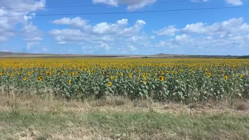 A wide shot of a vast field of sunflowers under a bright blue sky with fluffy white clouds is captured from a moving vehicle. The sunflowers, with their yellow petals and green stalks, stretch as far as the eye can see, creating a sea of yellow. In the foreground, dry grass and green vegetation line the edge of the road. Utility poles and power lines are visible against the sky, indicating the presence of infrastructure. The landscape appears rural and open, with rolling hills in the distance. The sun is shining, suggesting a warm and pleasant day.