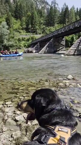 A dog wearing a harness is in the foreground, partially obscuring a view of a river. A raft full of people is floating down the river, passing under a wooden bridge. The bridge is supported by wooden pilings. Trees and a mountain are visible in the background. The water is clear and shallow, with rocks visible on the riverbed. The sky is blue and the day appears sunny.