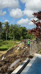 Farmer tills rice paddies with egrets in Ubud